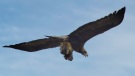 Adler mit Murmeltier