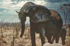 Afrika-003-b-Neo-4kc