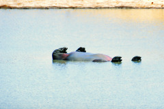 Afrika-036-b-Neo-upside-down-hippo-4k-b