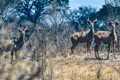 Afrika-061-b-Neo-4k