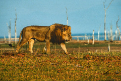 Afrika-105-a-Neo-4k