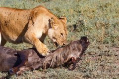 L05-1585_XD_4k-Loewe-Gnu