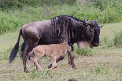 L09-846A5047_XD_4k-Gnu-Kalb