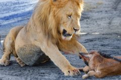 L10-846A3525_XD_4k-Loewe-Kalb