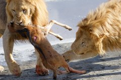 L11-846A3622_XD_4k-Loewe-Kalb