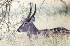 L13-846A0743_XD_4k-Antilope-Wasserbock