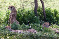 L14-846A1343_XD_4k-Gepard
