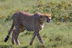L15-846A4737_XD_4k-Gepard