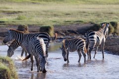 L16-846A1606_XD_4k-Zebra