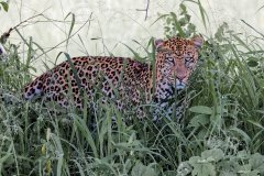 L17-846A8691_XD_4k_1-Leopard