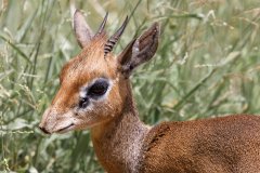 L18-846A8723_XD_4k-Antilope-Kirk-Dikdik