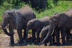 L19-846A0626_XD_4k-Elephant
