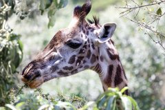 L20-846A9294_XD_4k-Massai-Giraffe