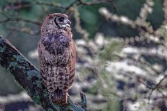 V02-846A4074_XD_4k-Vogel-KapUhu