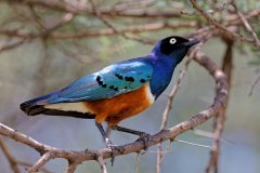 V03-846A0103_XD_4k-Dreifarben-Glanzstar_vogel