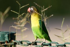 V04-846A1116_XD_4k_vogel-Schwarzkoepfchen
