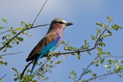 V05-846A0969_XD_4k_vogel-Gabelracke