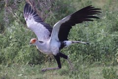 V06-846A1222_XD_4k_vogel-Sekretaer