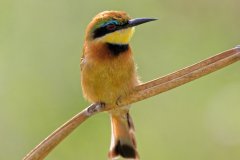 V07-846A8457_XD_4k_vogel-Zergspint
