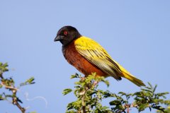 V08-846A9814_XD_4k-Vogel-Jacksonweber_vogel