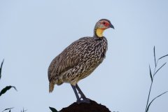 V09-846A0727_XD_4k_vogel-Gelbkehlfrankolin