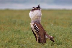 V10-846A8595_XD_4k_vogel-Riesentrappe