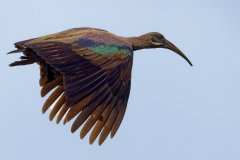 V11-846A8306_XD_4k_vogel-Hagedasch-Ibis