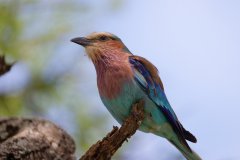V12-846A9114_XD-4k_vogel-Gabelracke