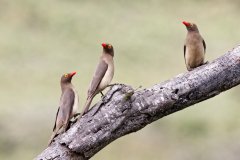 V13-846A8821_XD_4k_vogel-Rotschnabel-Madenhacker