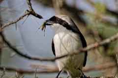V14-846A8179_XD_4k_vogel-Graumantelwuerger