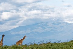 V15-846A9012_XD_4k-Massai-Giraffe