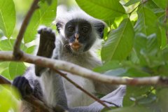 V19-846A9437_XD_4k-Roter-Kolobusaffe