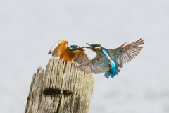 2024-08-20_25-entwickelt_DCJ_3278_XD2s-4k_Eisvogel-4K