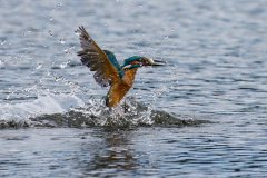 2024-08-20_25-entwickelt_DCJ_5765_XD2s-4k_Eisvogel-4K