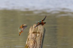 2024-08-20_25-entwickelt_DCJ_6355_XD2s-4k_Eisvogel-4K
