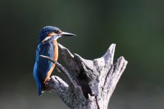 DCJ_4690-4k-scaled