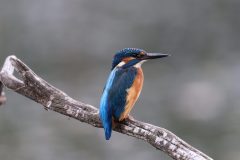 DCJ_4829-4k-scaled