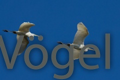 009 Vögel hd