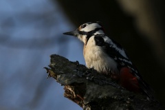 011 2015 Buntspecht_5091 hd