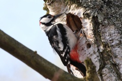 012 2015 Buntspecht_5081 hd