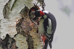 013 2015 Buntspecht_6058 hd