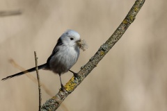 016 2015 Schwanzmeise_4465 hd