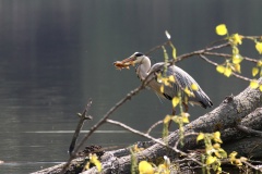 022 2015 Fischreiher b_5685 hd
