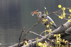 024 2015 Fischreiher d_5693 hd
