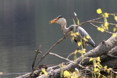 025 2015 Fischreiher e_5694 hd