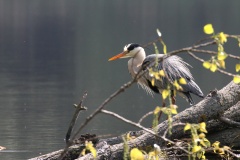 026 2015 Fischreiher f_5696 hd