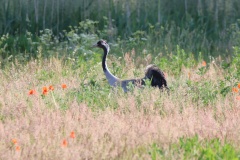 033 2015 Sommer Kranich_0111 hd