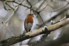 036 2015 Rotkehlchen_5118 hd