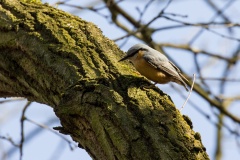 040 2015 Kleiber_4519 hd