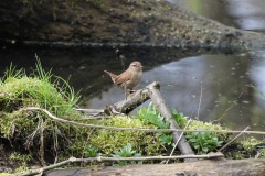 042 2015 Zaunkönig_5124 hd